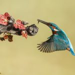 Evento Canon EOS R6 MKIII con Mario Cea