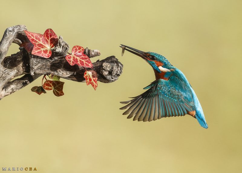 Evento Canon con Mario Cea