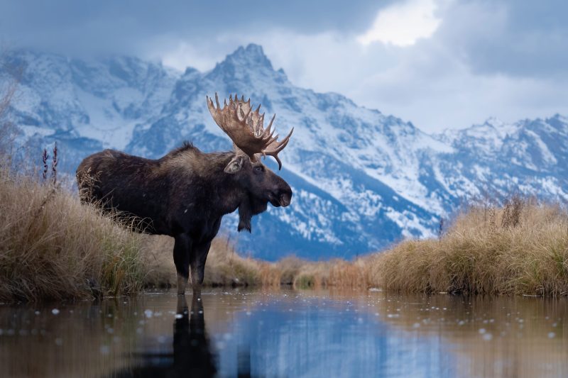 Qué equipo utiliza Arthur Lefo para fotografiar naturaleza y fauna